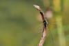 237027 – Photo : Yvon JACQUES – France (89)